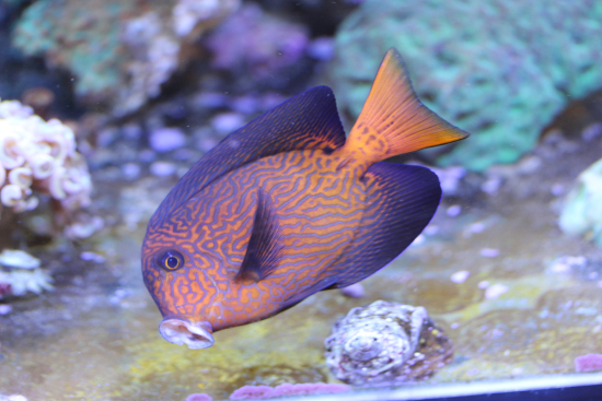  Ctenochaetus hawaiiensis (Chevron Tang)